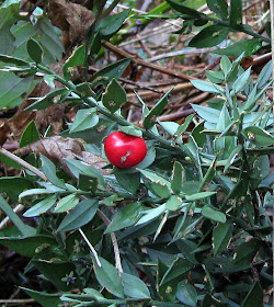 Butcher's Broom in fruit at the edge of West Wickham Common