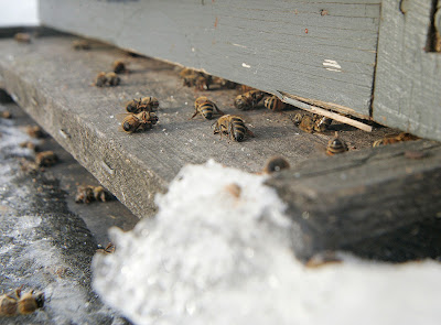 Μελισσοκομικά προβλήματα του Χειμώνα 