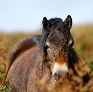 https://www.dreamstime.com/stock-photo-exmoor-pony-ponies-have-mealy-muzzles-trait-breed-image45857757#res1853317