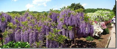xその他_雰囲気05 s-IMG_4233-2_stitch