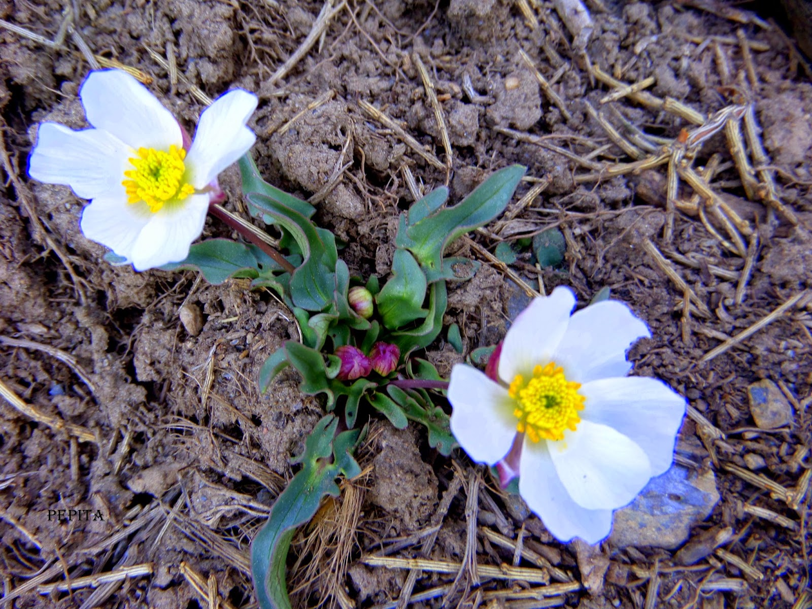 Foto flores Ranillo de las Nieves . Sierra Nevada