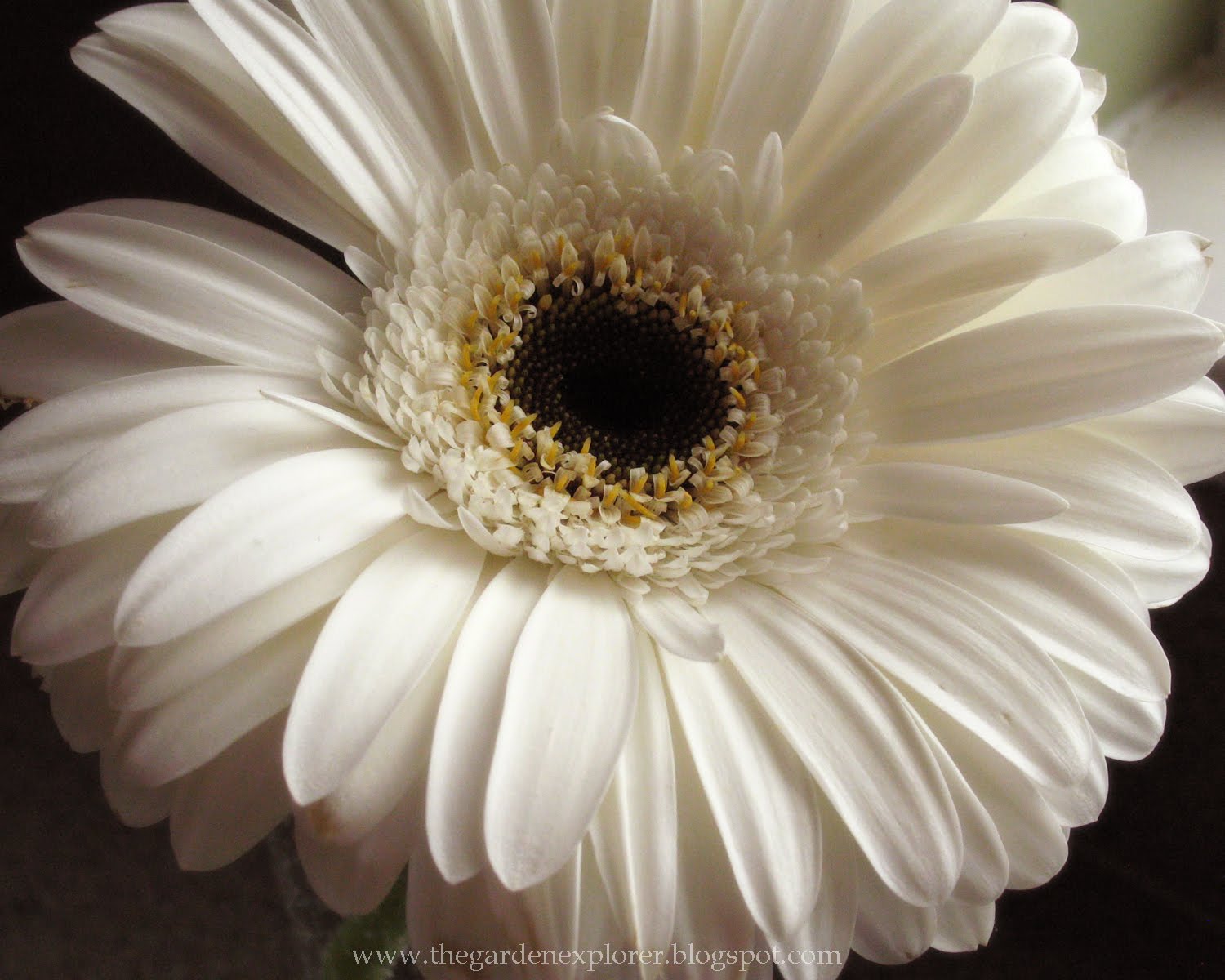 Beautiful Wallpapers: gerbera and daisy flower wallpaper