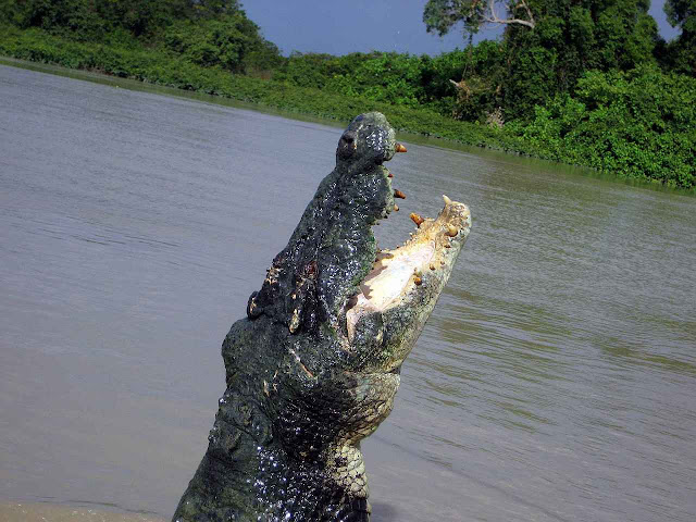 Crocodilo gigante pula para pegar carne oferecida