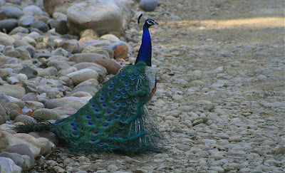 peacock at jim corbett