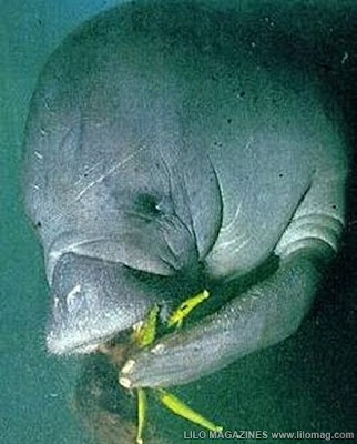 [Image: Manatee-1.jpg]