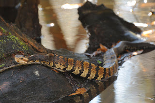 Eastern Cottonmouth at Audubon's Francis Beidler Forest by Mark Musselman