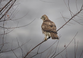 Immature red-tailed hawk.