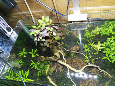 desain aquascape pati