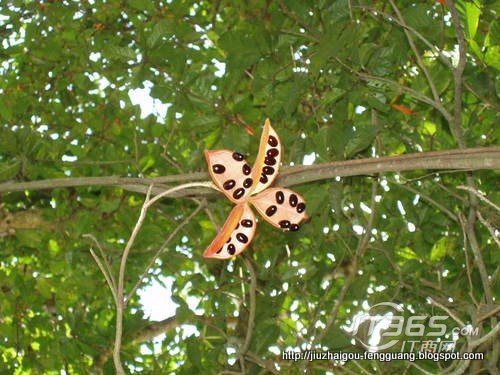 九寨沟风光:jiuzhaigoufengguang-45330