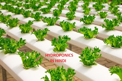 hydroponics in hindi, hydroponics farming