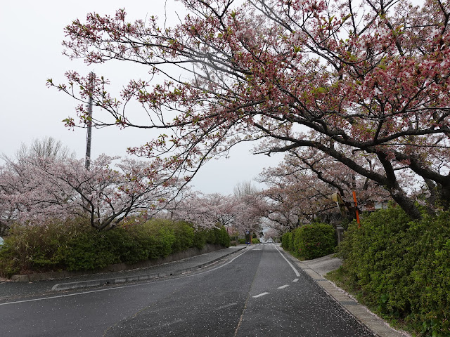 鳥取県西伯郡大山町名和　名和神社　参道