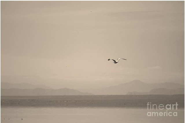 Seagull Flying Over The Salton Sea In Sepia