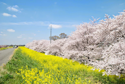 どこまで行っても見渡す限りの桜。そして菜の花