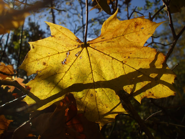 autumn leaf by sea penguin 26/10/12