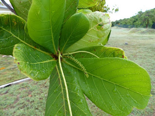 Badamier - Terminalia catappa