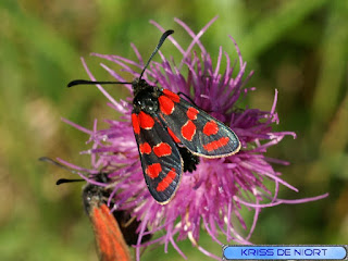 Zygaena sp. - Zygène non identifiée