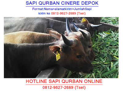 0812-9627-2689, Sapi Qurban Cinere Depok, Jual Sapi Qurban Cinere Depok, Sapi Qurban Cinere Depok Jawa Barat, Harga Sapi Qurban Cinere Depok, Harga Sapi Qurban Di Cinere Depok, Harga Sapi Qurban 2018 Cinere Depok, Harga Sapi Qurban 2019 Cinere Depok, Hewan Qurban Di Cinere Depok, Harga Sapi Qurban Di Cinere Depok