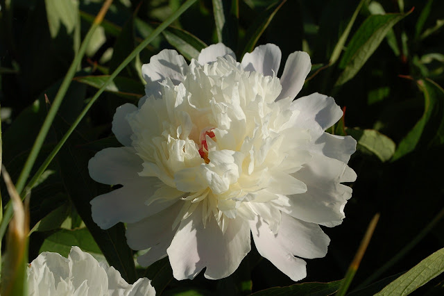 Boeren pioen