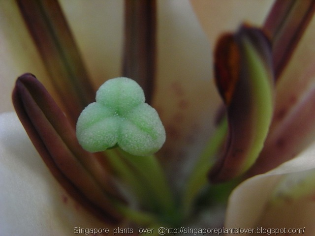 macro-lily2