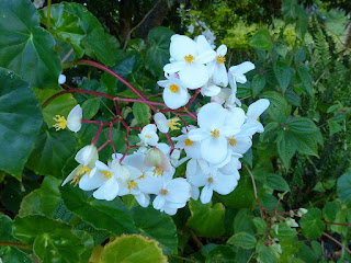 Bégonia blanc - Bégonia luisant - Begonia minor