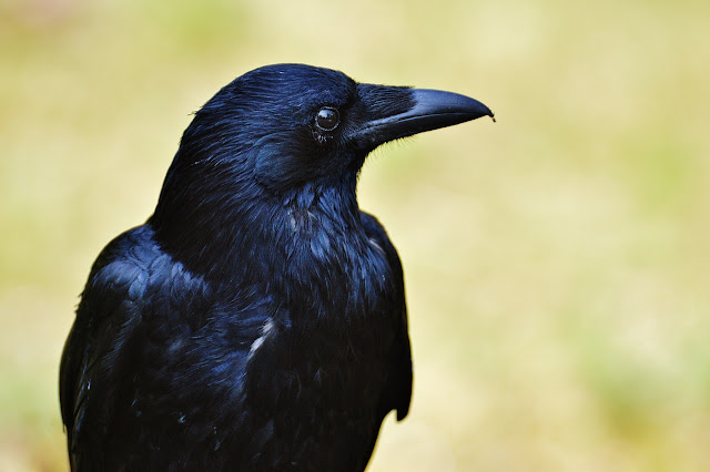 The crow short reads poem prose fiction