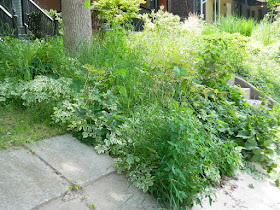 Palmerston Toronto Front Garden Cleanup before by Paul Jung Gardening Services