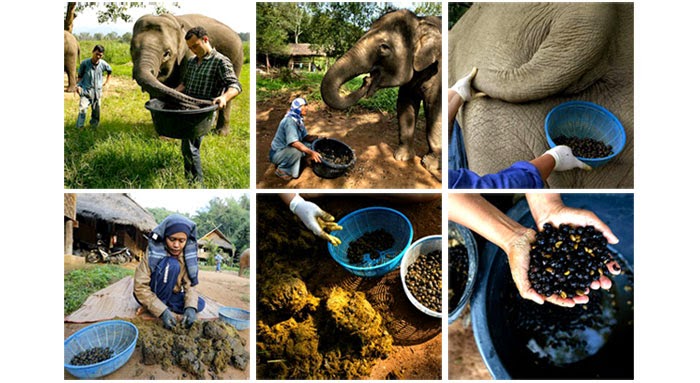 Kopi Gajah