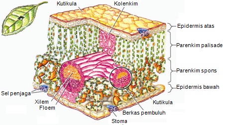  Jaringan  Epidermis Pengertian Jaringan  Epidermis Ciri  