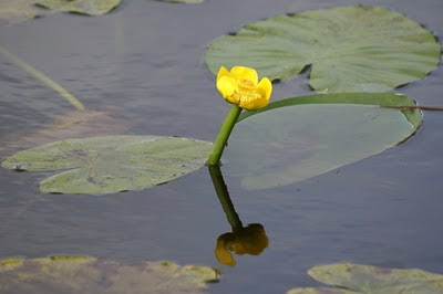 Gele Plomp - Giele Plomp - Nuphar lutea