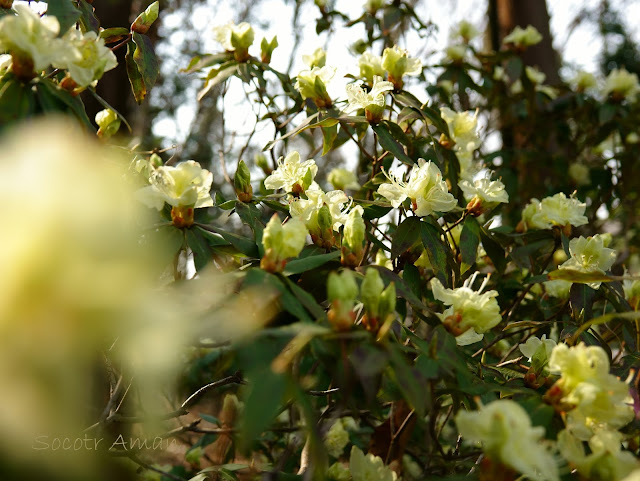 Rhododendron keiskei