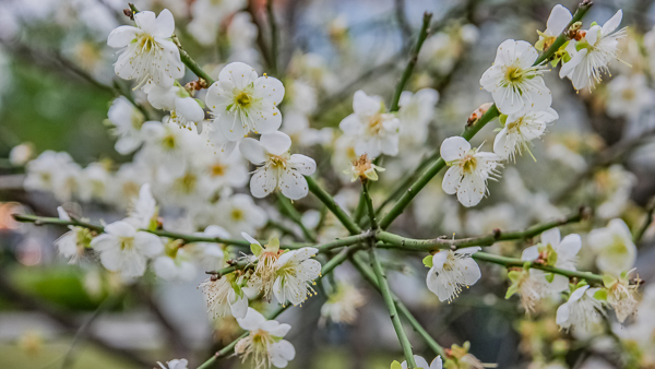 台北士林志成公園梅花林賞梅花很方便，中式庭園還有兒童遊戲區