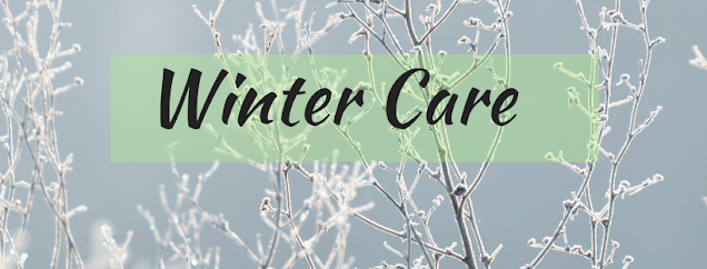 Winter Care for Hostas