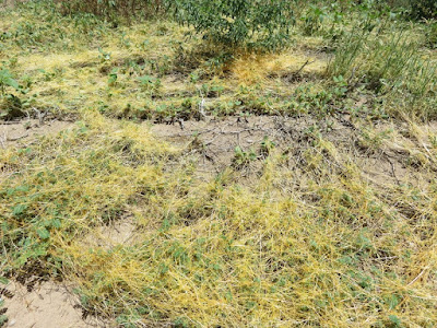 A close-up of a landscape with yellow mats of a parasitic plant covering the plants and ground