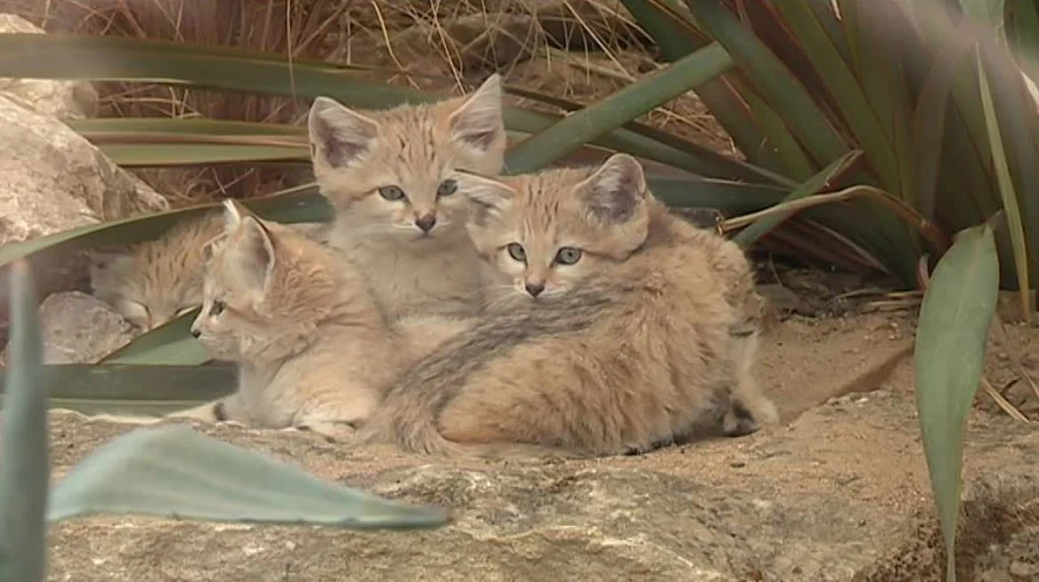 Chats des sables à Lyon