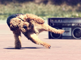 funny animal pictures, break dancing dog