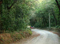 Caminant per dins el Bosc de Can Rimbles