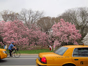 Central Park now (magnolias in central park)