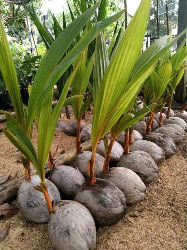 jual bibit buah kelapa gading kuning cepat berbuah berbunga terlaris termurah sekali tumbuh Palangka Raya