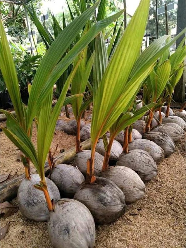 jual bibit buah kelapa gading kuning banget terlaris tanaman genjah termurah unggul Metro