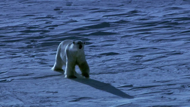 Frozen Planet (2011) 1080p