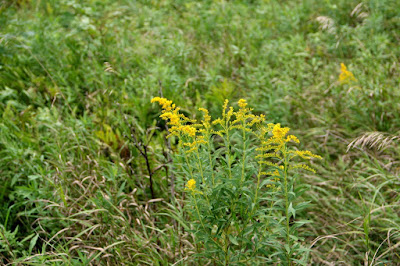 goldenrod has started to bloom