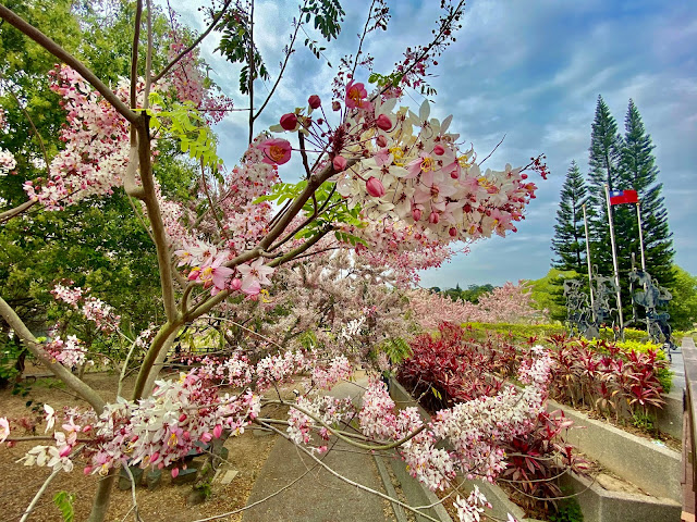 竹崎公園花旗木