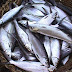 BAHTSUL MASA'IL ; Hukum Memakan Ikan Laut Tanpa Dibuang Kotorannya