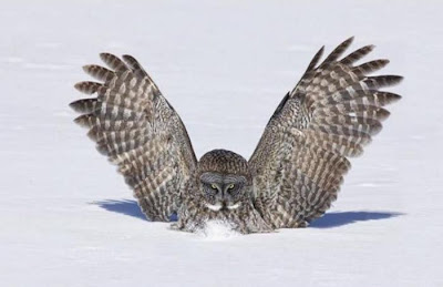 Funny pic of owl