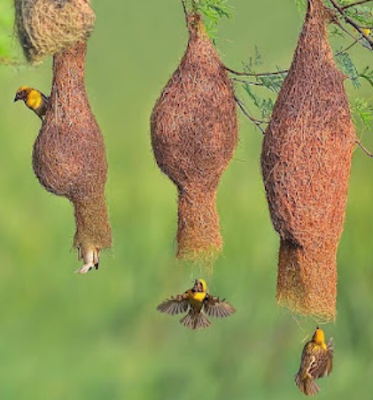 পাখির পিকচার, পাখির ছবি