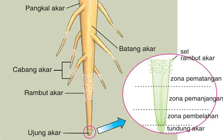 Mengenal Tumbuhan Anatomi Dan Morfologi Tumbuhan