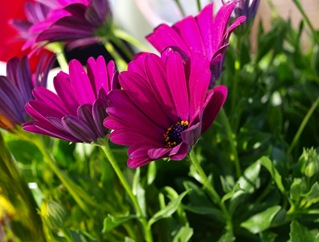P6204333
