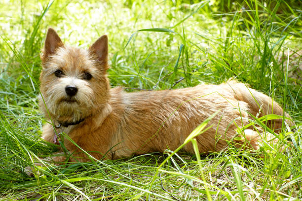 "Cute Norwich Terrier dog with expressive eyes and a wiry coat, showcasing the breed's endearing charm and playful personality."