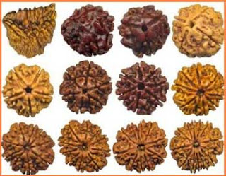 Different Types of Rudraksha Beads and Its Significance in Wearing