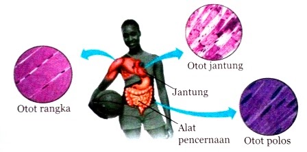 Pengertian, Jenis Serta Fungsi Sendi dan Otot Pada Sistem 